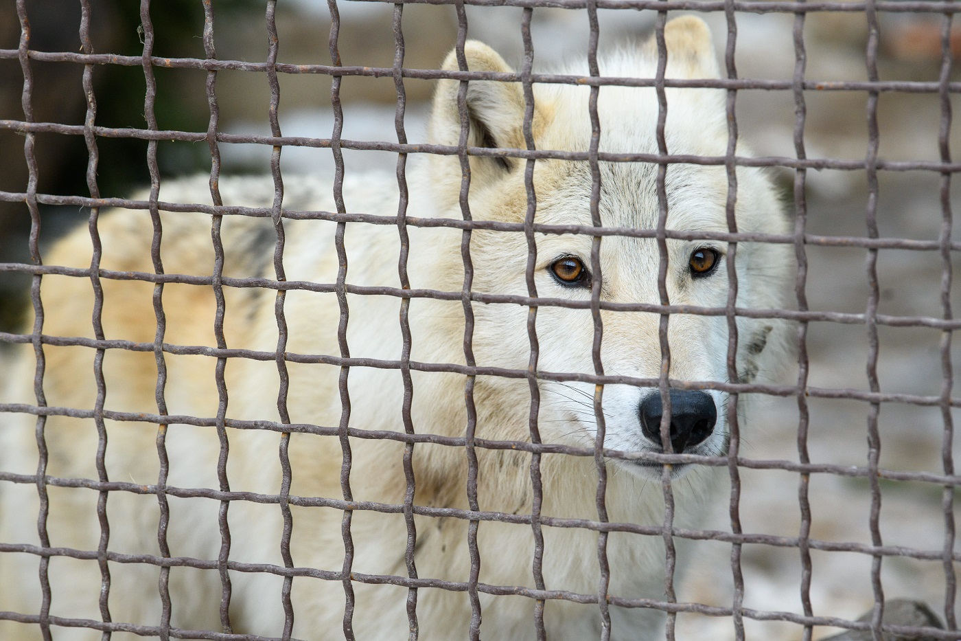 В зоопарке под Вологдой нашли нарушения содержания животных