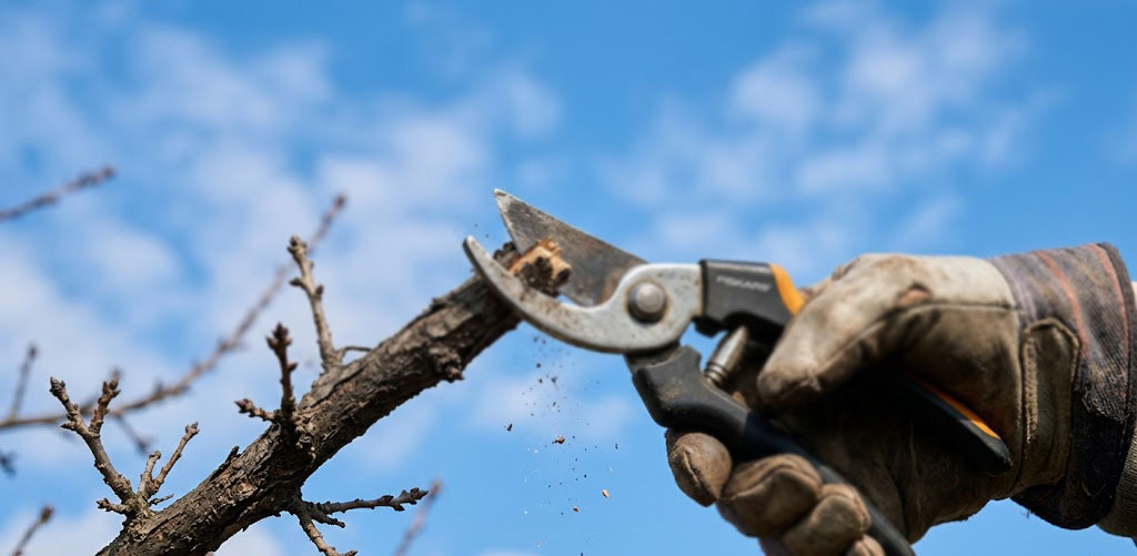 Обрезка кустарников: формируем урожай