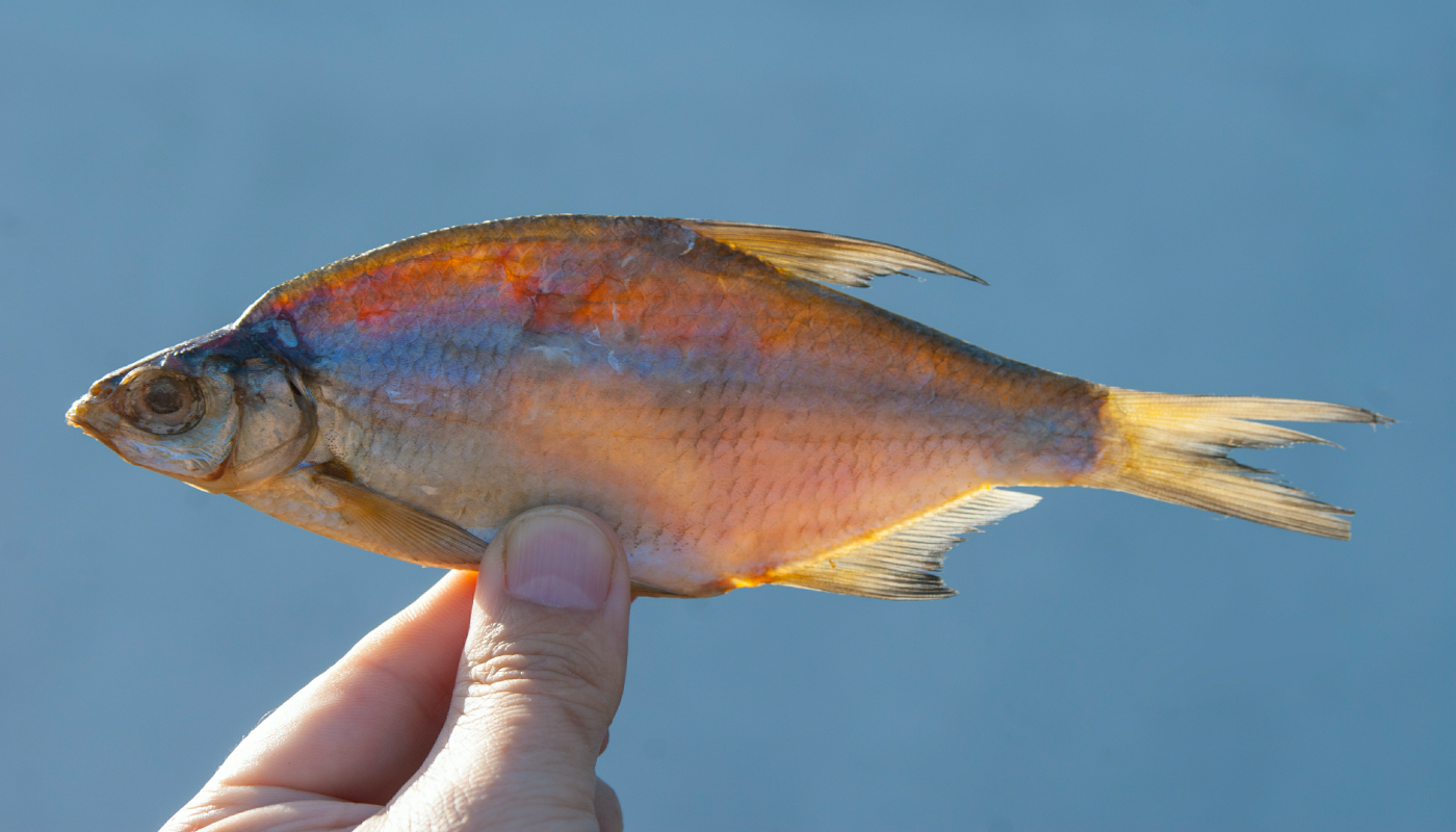 Секрет японского долголетия: почему после 50 нужно есть рыбу… с кожей и костями