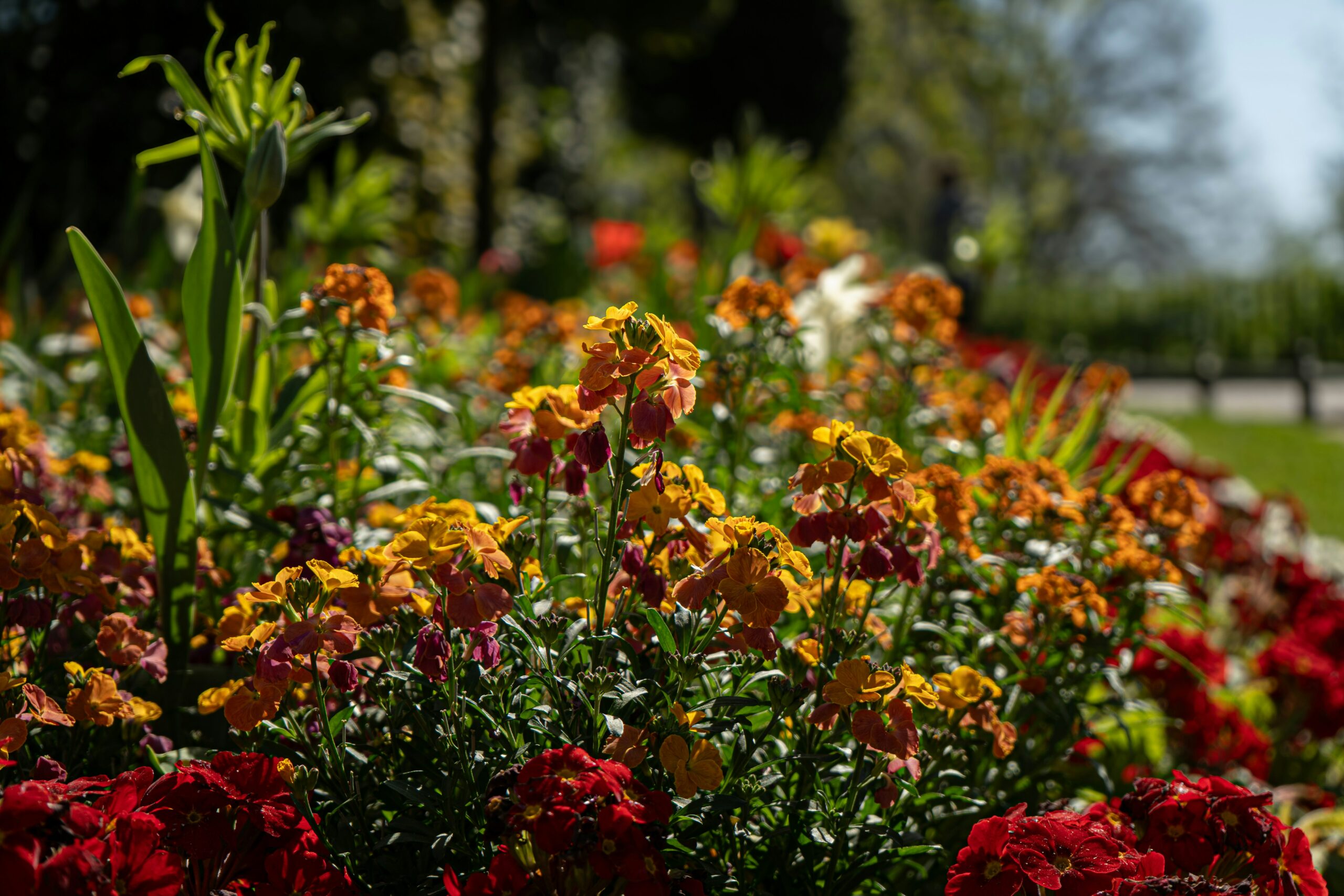 В Череповце клумбы будут мешать парковке на газонах