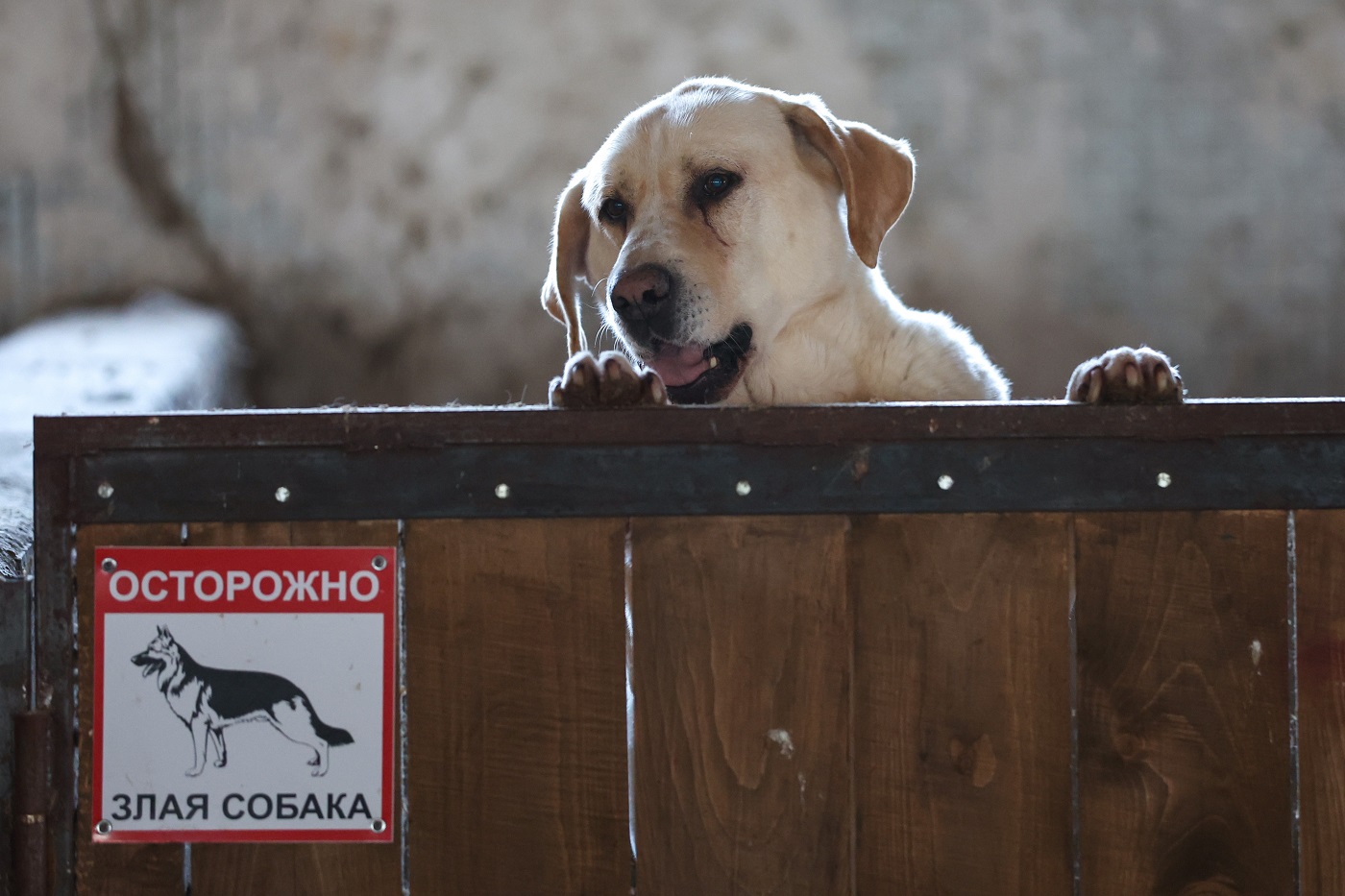 Стала известна сумма регистрации собак в Вологодской области