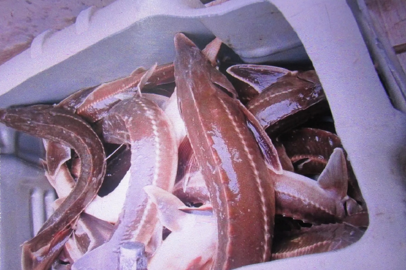 ФСБ накрыла двух великоустюгских браконьеров за вылов краснокнижной рыбы