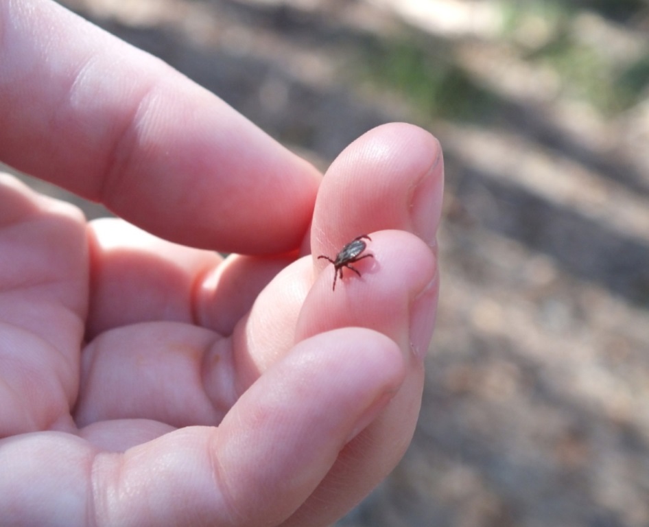 126 вологжан покусали клещи с начала года