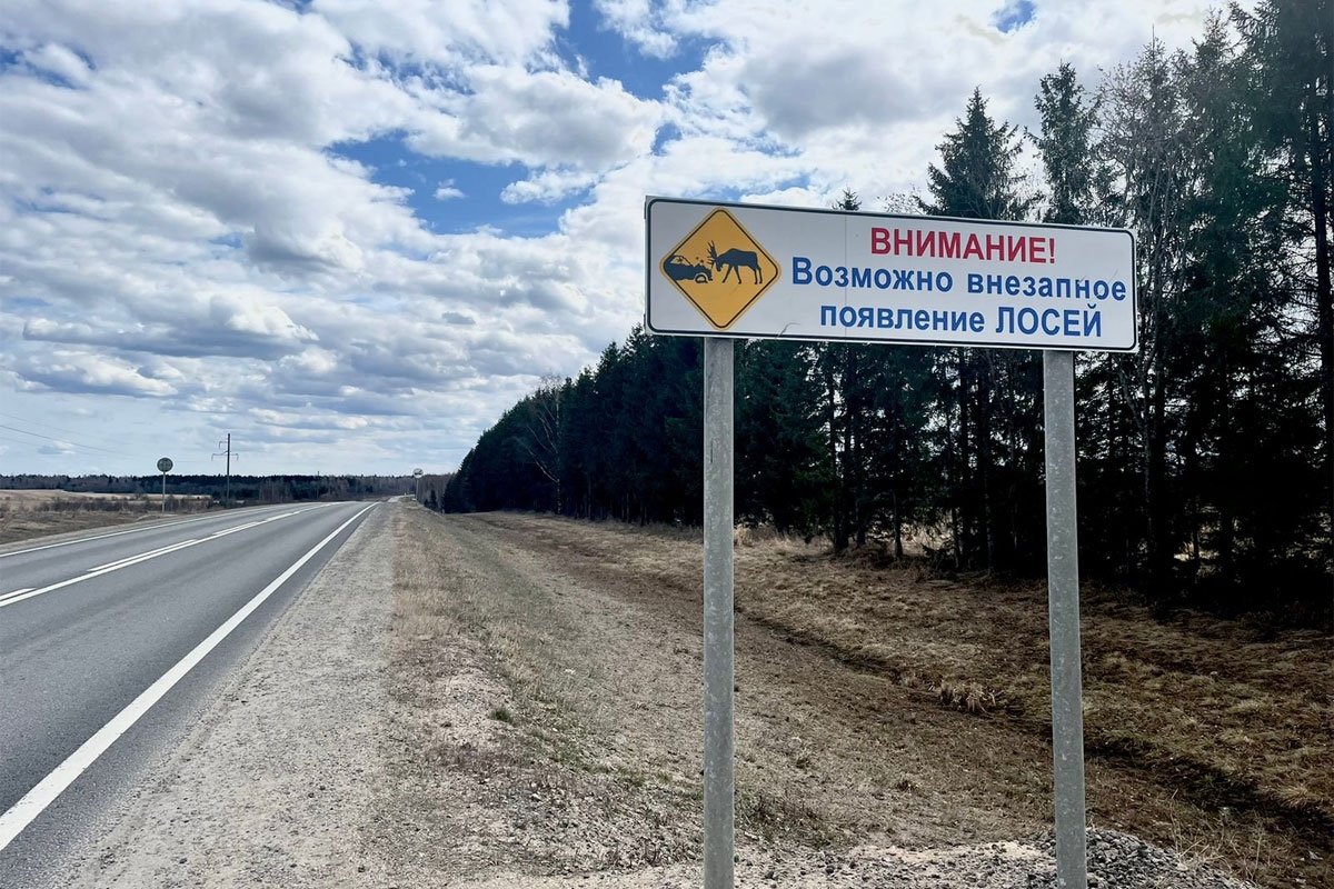 Лоси выходят к людям: вологжан просят быть осторожными на трассах и в городах