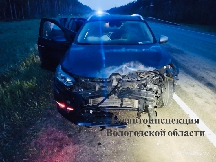 В Устюженском округе водитель «Рено» сбил кабана в ночном тумане