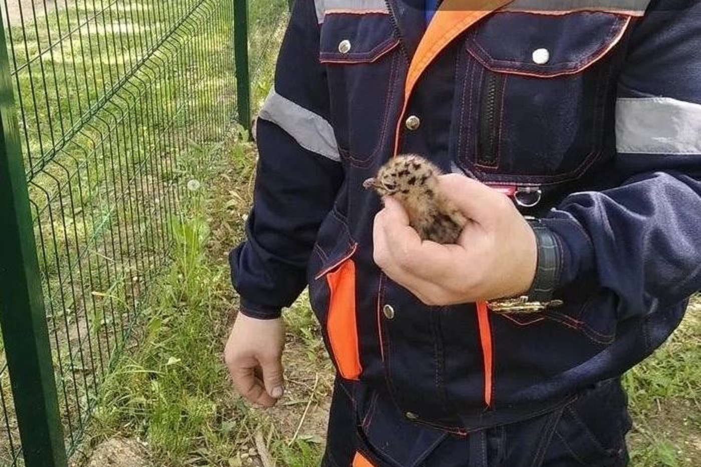 Чайки сегодня захватили детский сад в Вологде