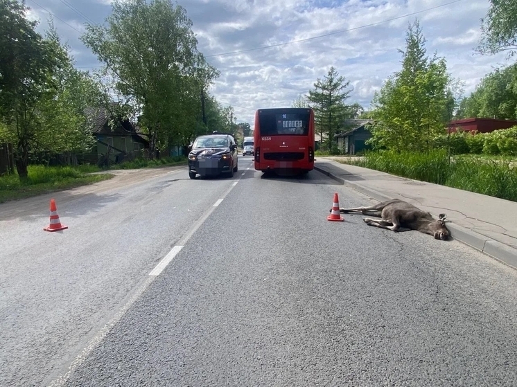 В Вологде трагически погиб лосёнок