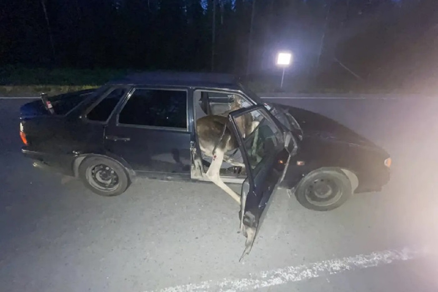 Молодая девушка пострадала в ДТП с лосем под Череповцом