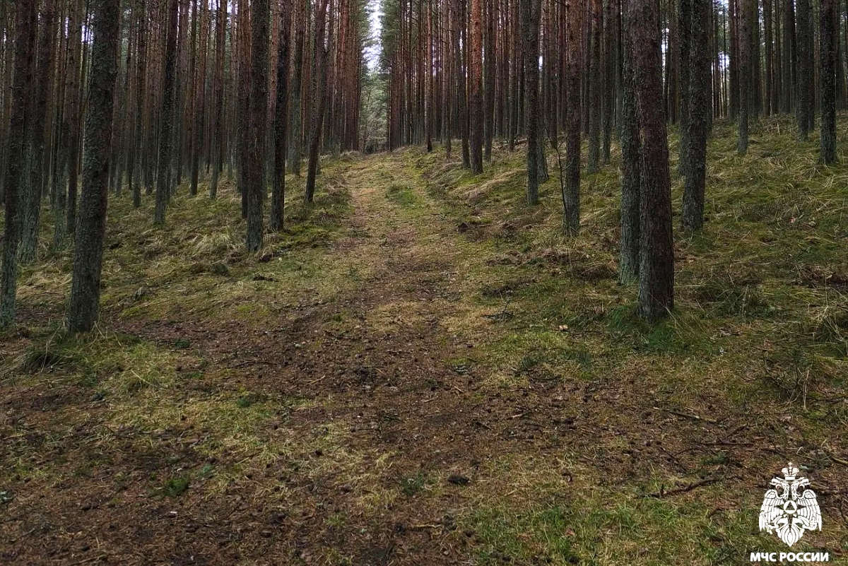 Четыре женщины потерялись в вологодских лесах, но вернулись домой