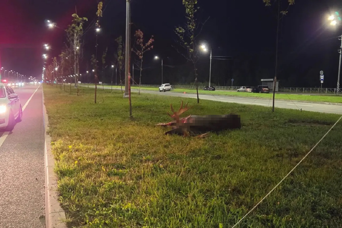 В Череповце в ДТП погиб лось