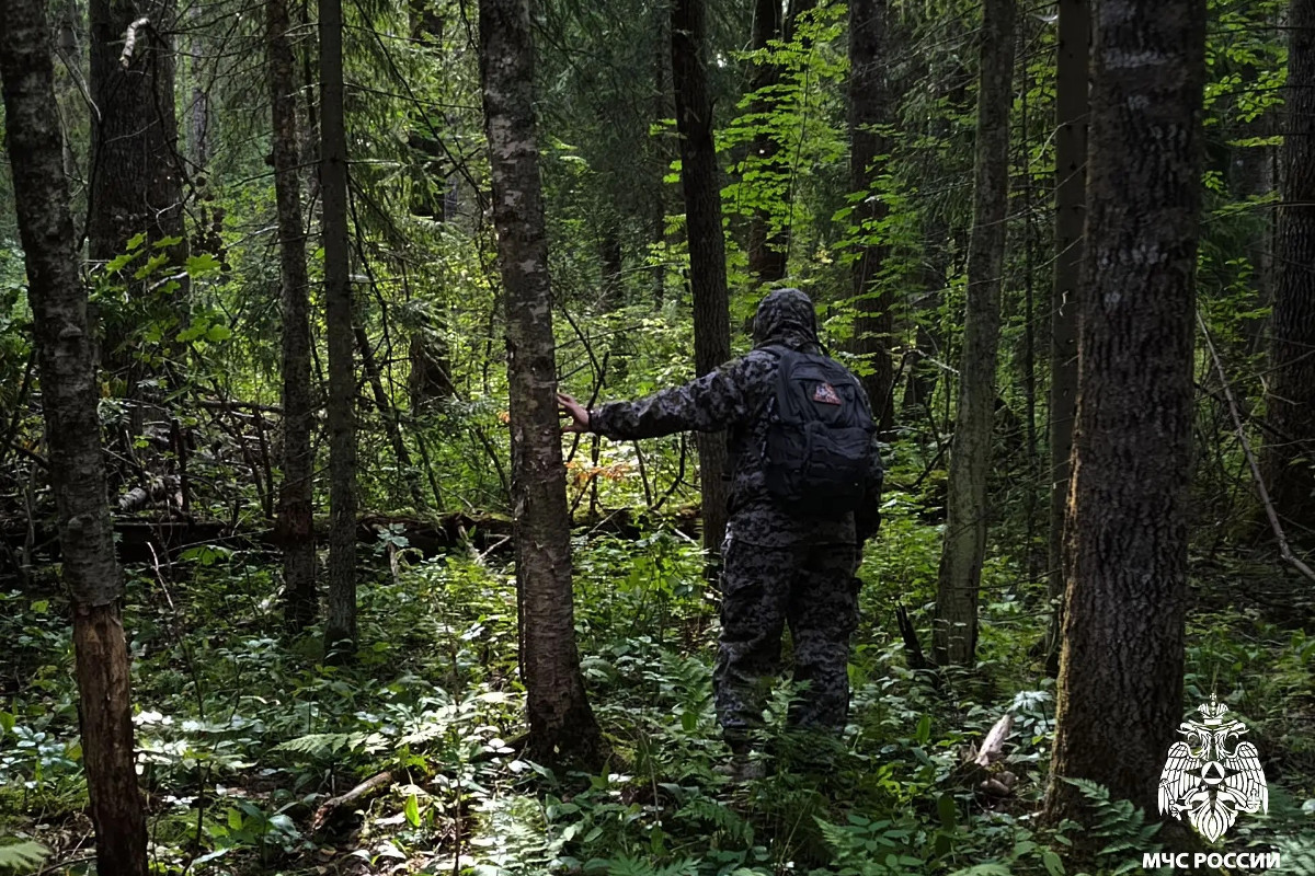 Под Череповцом в лесу ищут 4-летнего мальчика