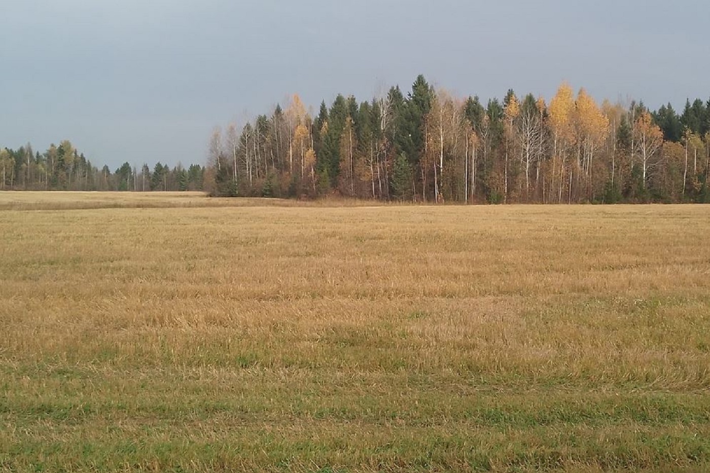 Теплую неделю обещают вологодские синоптики