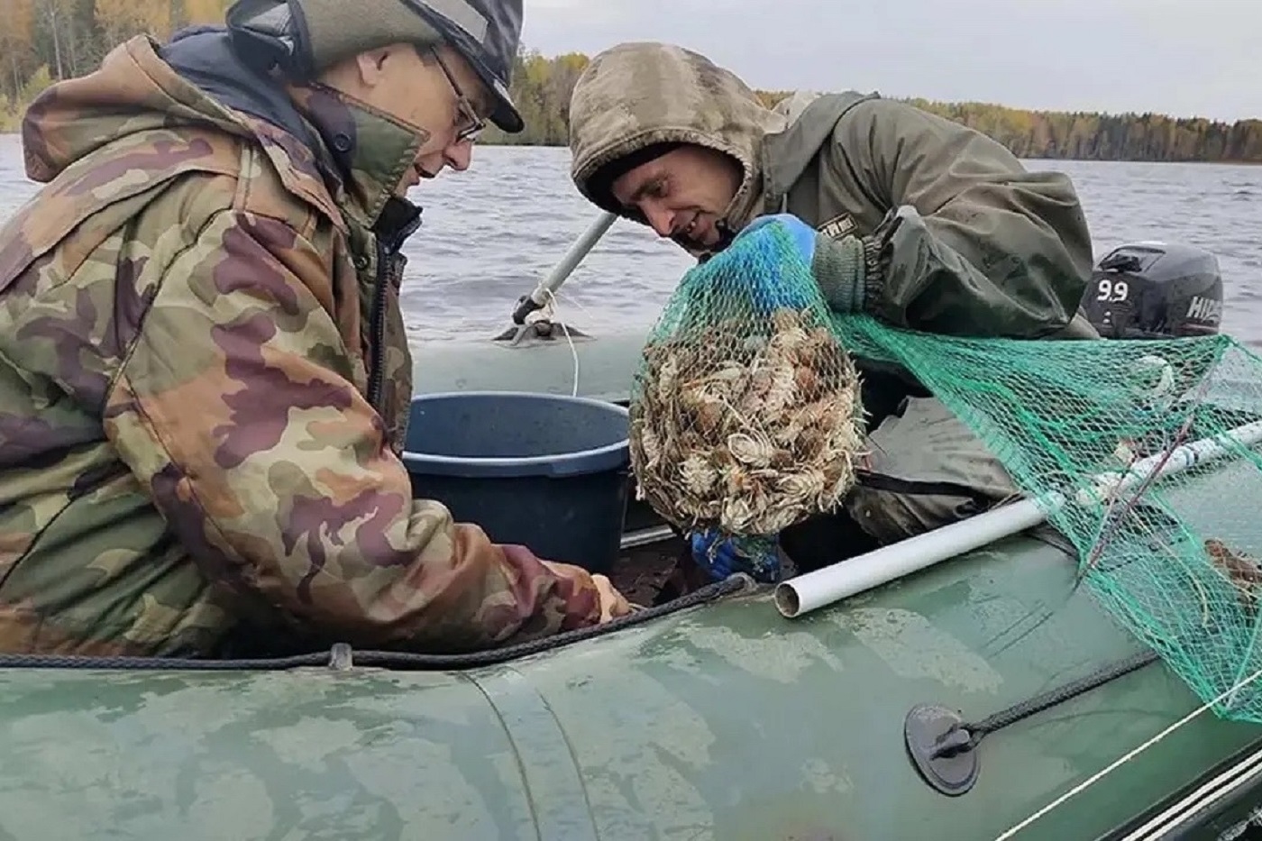 Вологодские промысловики впервые начали добывать раков