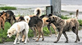 В Оренбурге бродячие собаки загрызли мальчика