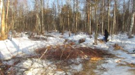В Вожегодском районе задержали мужчину, который незаконно срубил  деревья для отопления рыбацкого домика