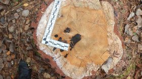 В Грязовецком районе лесозаготовитель незаконно срубил деревьев на полмиллиона рублей